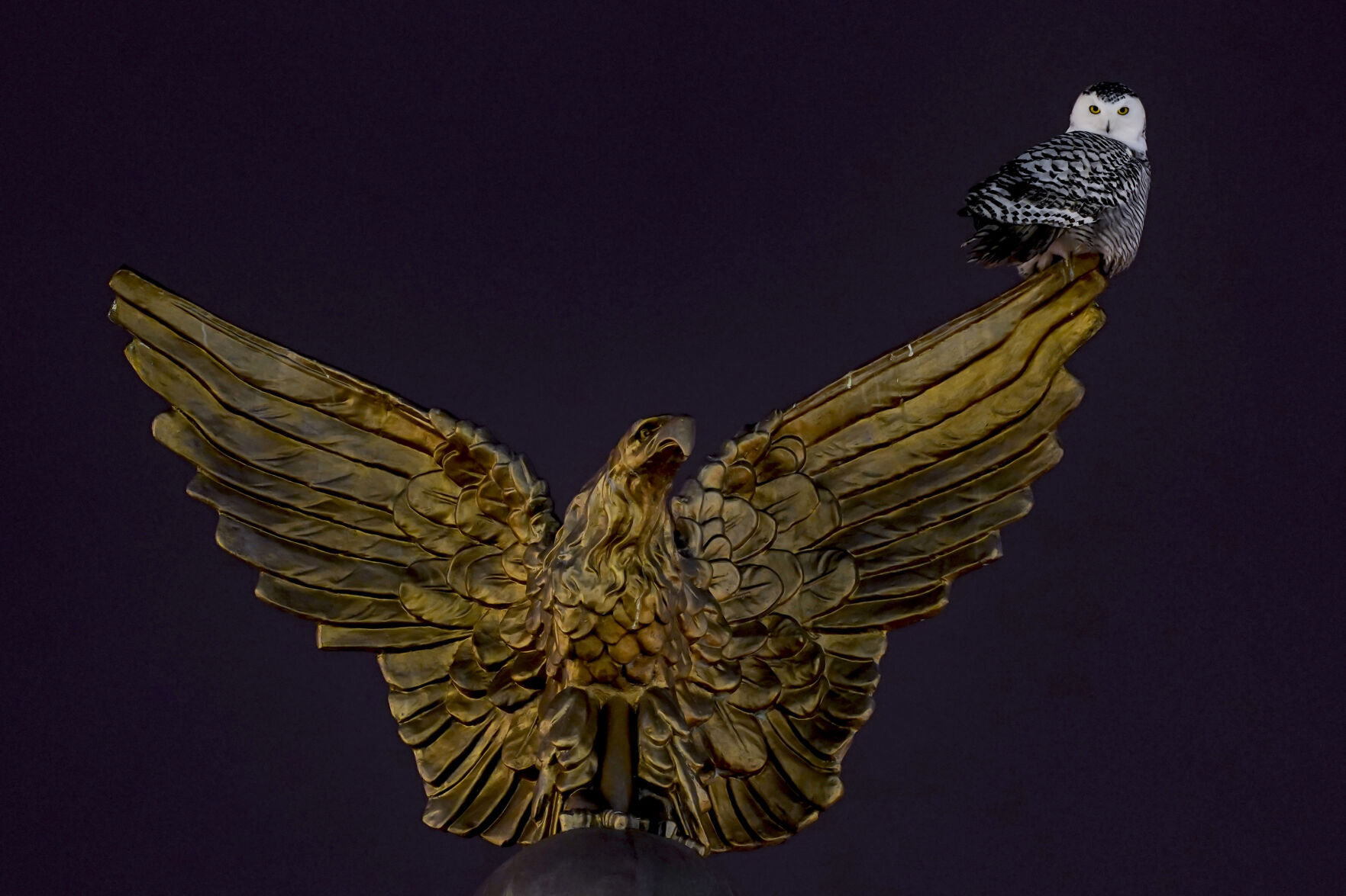 APTOPIX Snowy Owl Washington Monuments